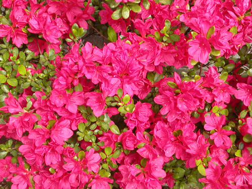 50�Z���`���炢���U�P�B