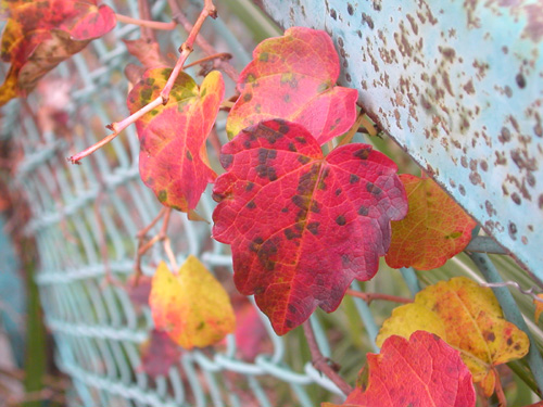 040107�@�g���A�C�r�[�B