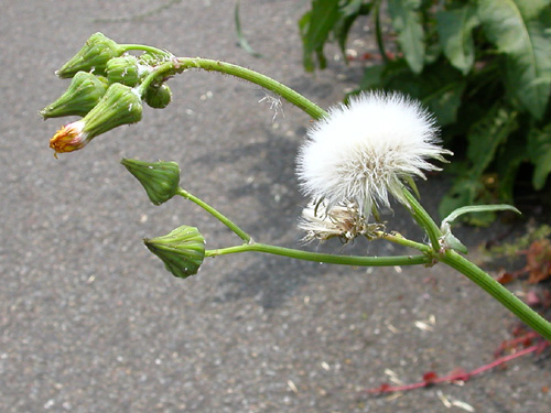 �܂����낢�B