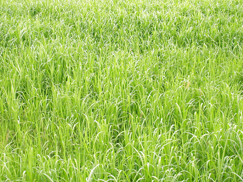 ���͖����󂫒n�B