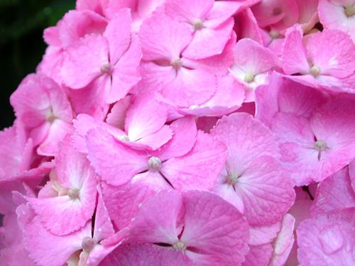 040607�@�J�オ��B