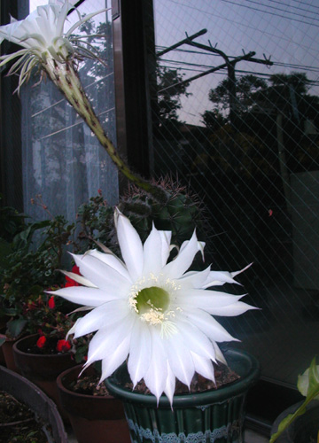 040706�@��ɍ炭�ԁB