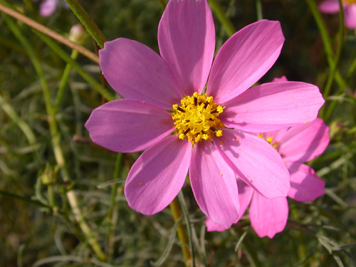 �F���Ɠ������O�̉ԁB