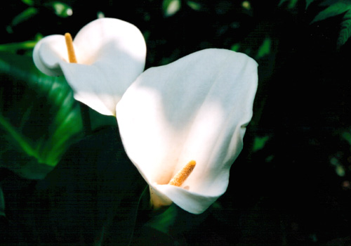 �a���ɊC���i�J���[�j�B