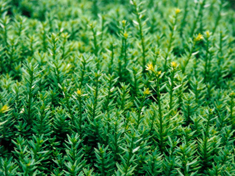 �قڌ����B