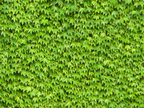 �A�C�r�[�B