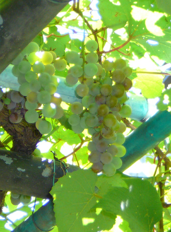 �쒹�̉a�ɏ����܂����B