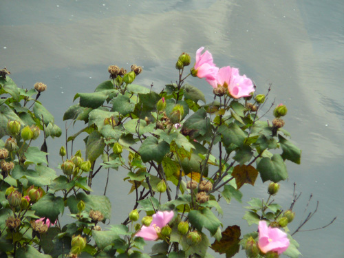 ��J�ŗ�����Ă��܂��܂����c�B