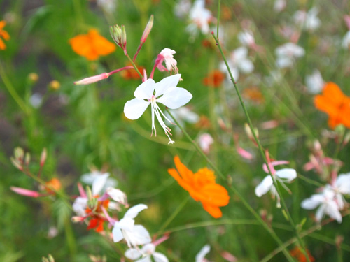 �Ԃ̖��O���킩��܂���B��ɍ炢�Ă���̂̓R�X���X�B