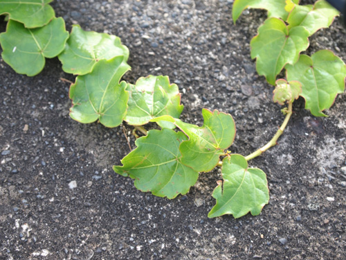 �A�C�r�[�B