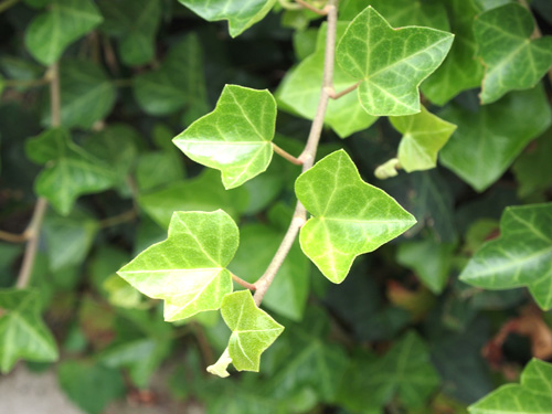 �A�C�r�[�B