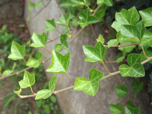 �A�C�r�[�B