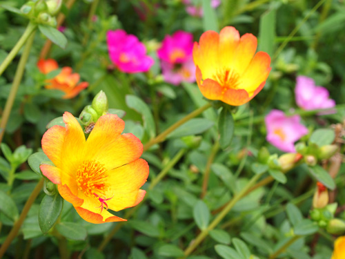 �|�[�`�����J�c�H