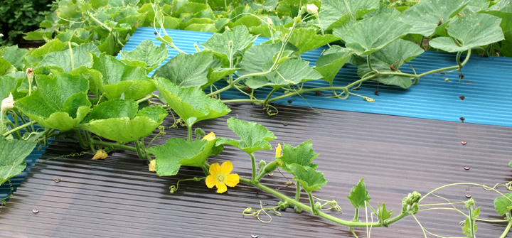 �����̉����ɓ�Z�̉ԁB