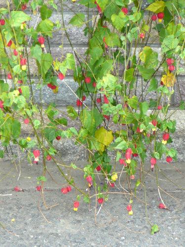 ��𒭂߂Ȃ���U�����B