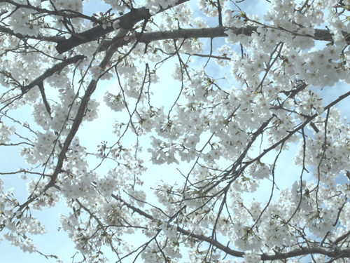 �t�B���^�[�g�p�ŕs�v�c�ȐF�ɁB