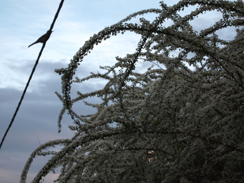 ���R����������Ă����B