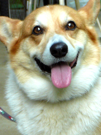 �R�[�M�[�B